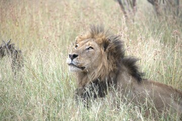 lion in the grass, Animal of Africa