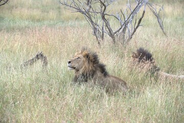 lion in the grass, Animal of Africa