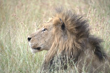 lion in the grass, Animal of Africa