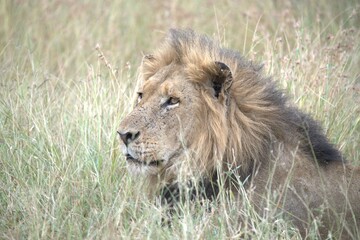 lion in the grass, Animal of Africa