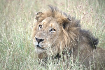 lion in the grass, Animal of Africa