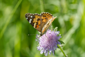 Painted Lady (Vanessa Cardui) Butterfly sitting on a small scabious in Zurich, Switzerland