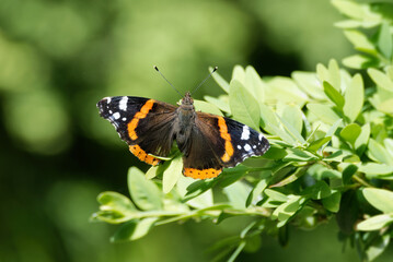 Red admiral butterfly (Vanessa Atalanta) perched on a green leaf in Zurich, Switzerland
