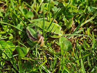 European tree frog resting in green grass