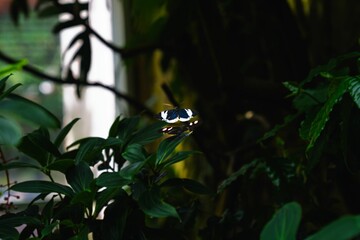 Butterfly on green leaves indoors