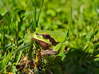 European tree frog resting in green grass during sunny day