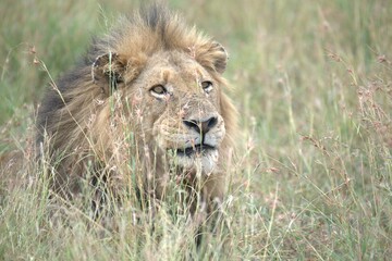 lion in the grass, Animal of Africa