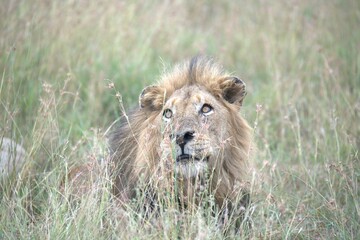 lion in the grass, Animal of Africa