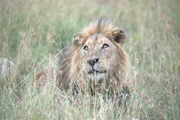 lion in the grass, Animal of Africa
