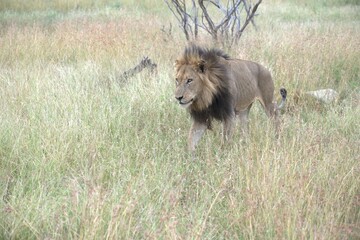 lion in the grass, Animal of Africa