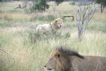 lion in the grass, Animal of Africa
