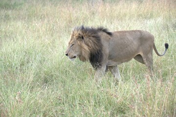 lion in the grass, Animal of Africa