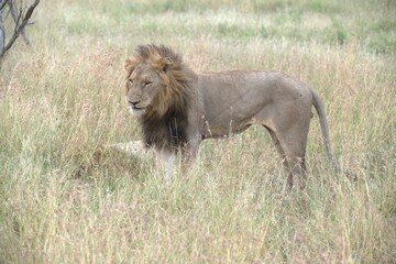 lion in the grass, Animal of Africa