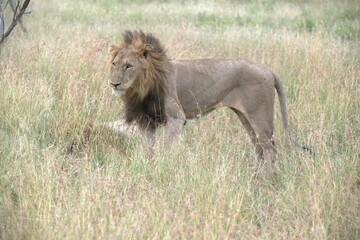 lion in the grass, Animal of Africa