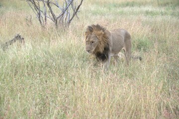 lion in the grass, Animal of Africa