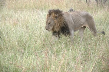 lion in the grass, Animal of Africa