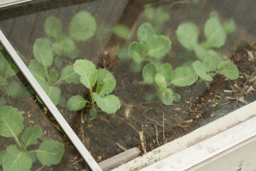 a cold frame with green cabbage plants