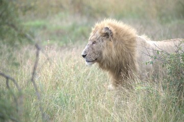 lion in the grass, Animal of Africa