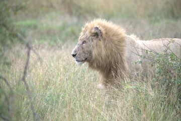 lion in the grass, Animal of Africa