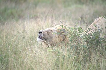 lion in the grass, Animal of Africa