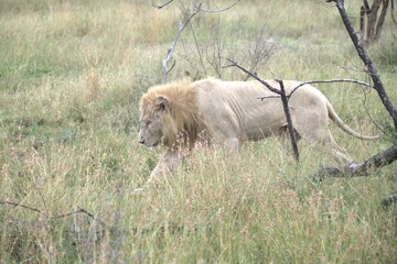 lion in the grass, Animal of Africa