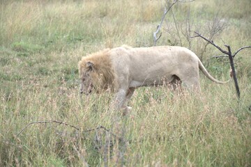 lion in the grass, Animal of Africa