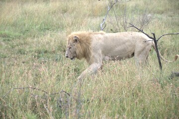 lion in the grass, Animal of Africa