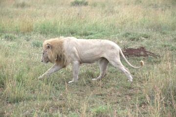 lion in the grass, Animal of Africa