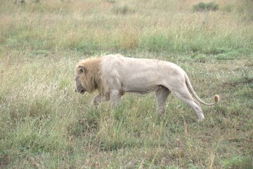 lion in the grass, Animal of Africa