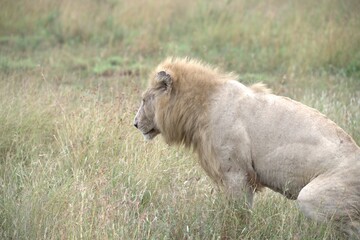 lion in the grass, Animal of Africa
