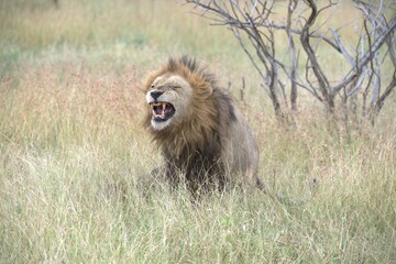 lion in the grass, Animal of Africa