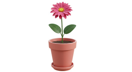 Isolated Flower in Pot