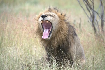 lion in the grass, Animal of Africa