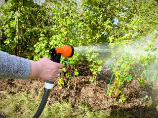 Hand holding a garden hose and watering a green garden. watering the water. Spraying water from a...