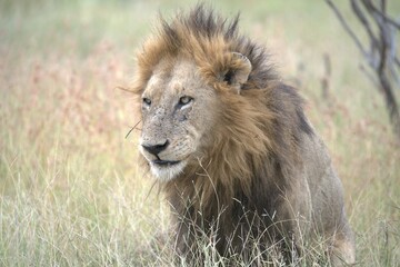 lion in the grass, Animal of Africa
