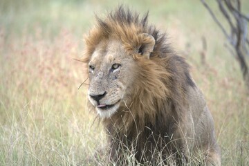 lion in the grass, Animal of Africa