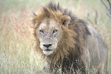lion in the grass, Animal of Africa