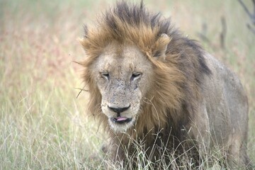 lion in the grass, Animal of Africa
