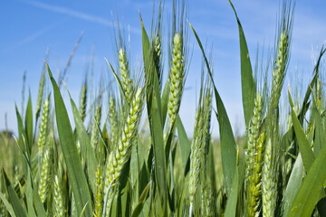ears of wheat in spring