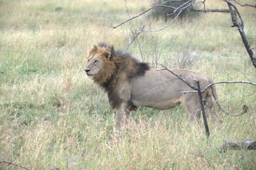 lion in the grass, Animal of Africa