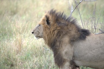 lion in the grass, Animal of Africa