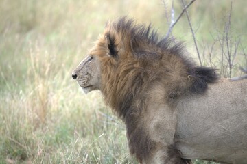 lion in the grass, Animal of Africa