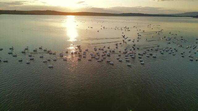 At dusk, pelican birds gather in Burgas Mandra Lake, creating a stunning tableau as the sun sets over the serene waters, casting golden reflections on
