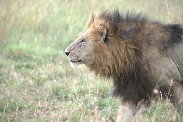 lion in the grass, Animal of Africa