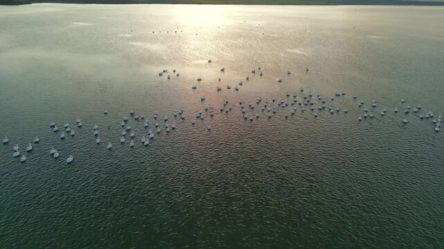At dusk, pelican birds gather in Burgas Mandra Lake, creating a stunning tableau as the sun sets over the serene waters, casting golden reflections on