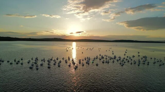 At dusk, pelican birds gather in Burgas Mandra Lake, creating a stunning tableau as the sun sets over the serene waters, casting golden reflections on