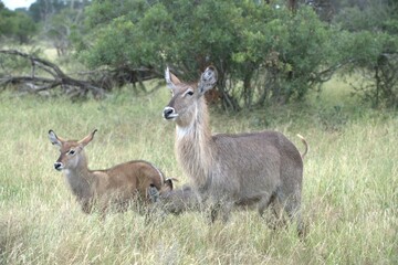 African Wildlife Family of Waterbucks – Animal of Africa