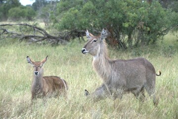 African Wildlife Family of Waterbucks – Animal of Africa
