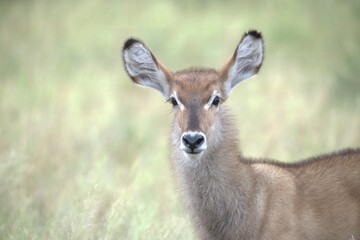 Fototapeta premium African Wildlife Family of Waterbucks – Animal of Africa