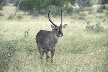 Fototapeta premium African Wildlife Family of Waterbucks – Animal of Africa